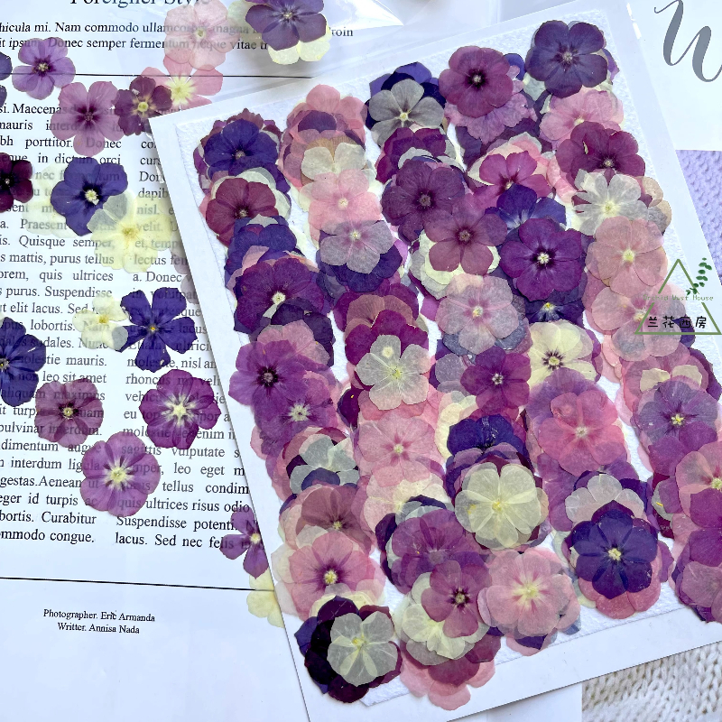 Dried Flower Bookmark - 12pcs,Semi-Transparent Niche Phlox Pressed Dried Flowers