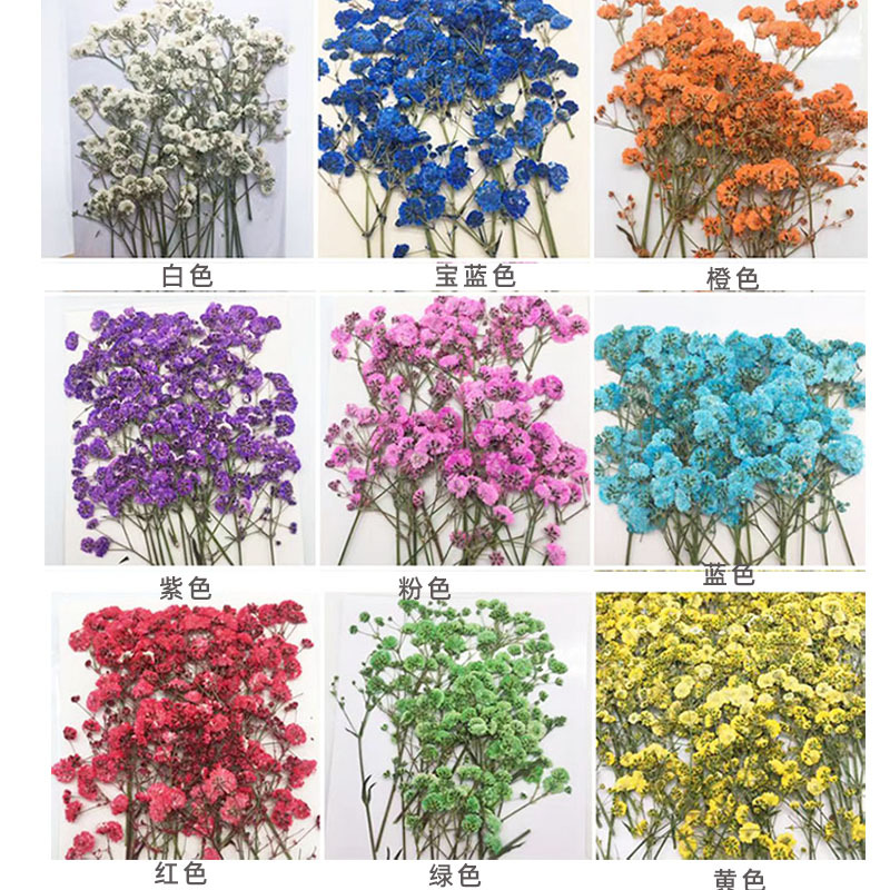 100 Pieces of Baby's Breath Pl - Dried Flower Bookmark บทวิจารณ์และราคา