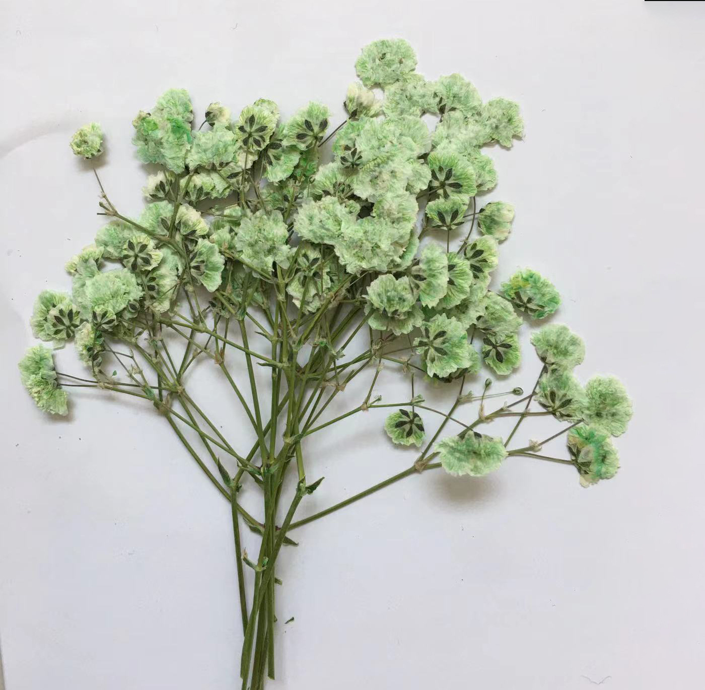 100 Pieces of Baby's Breath Pl - Dried Flower Bookmark บทวิจารณ์และราคา