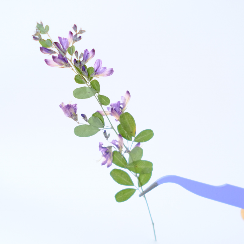 6pcs,nature Lespedeza Formosa  - Dried Flower Bookmark บทวิจารณ์และราคา