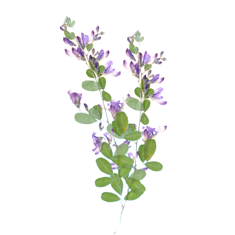 6pcs,nature Lespedeza Formosa  - Dried Flower Bookmark บทวิจารณ์และราคา