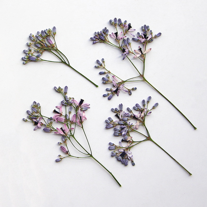 120pcs Pressed Dried Melia aze - Dried Flower Bookmark บทวิจารณ์และราคา