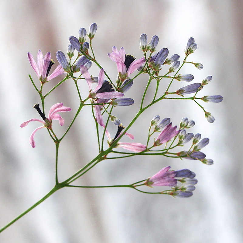 120pcs Pressed Dried Melia aze - Dried Flower Bookmark บทวิจารณ์และราคา