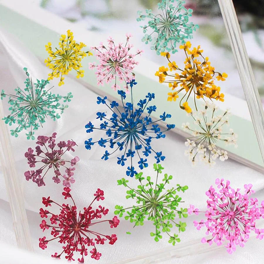 60pcs Pressed Dried 20-25mm Am - Dried Flower Bookmark บทวิจารณ์และราคา