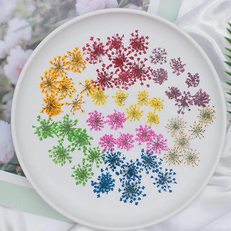 60pcs Pressed Dried 20-25mm Am - Dried Flower Bookmark บทวิจารณ์และราคา