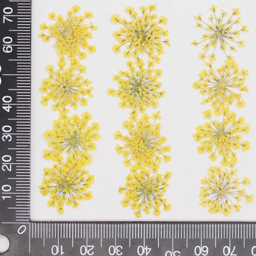 60pcs Pressed Dried 15-20mm Am - Dried Flower Bookmark บทวิจารณ์และราคา