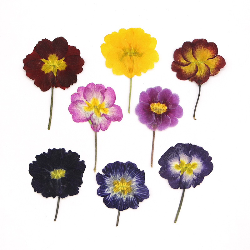 48Pcs European Primrose Teachi - Dried Flower Bookmark บทวิจารณ์และราคา