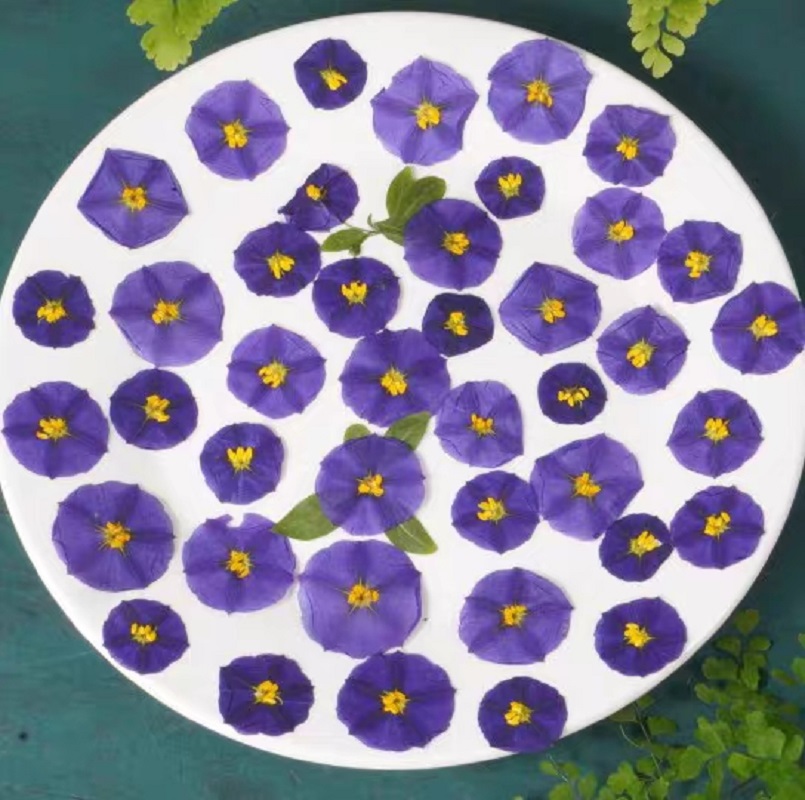 100pcs Pressed Dried Lycianthe - Dried Flower Bookmark บทวิจารณ์และราคา