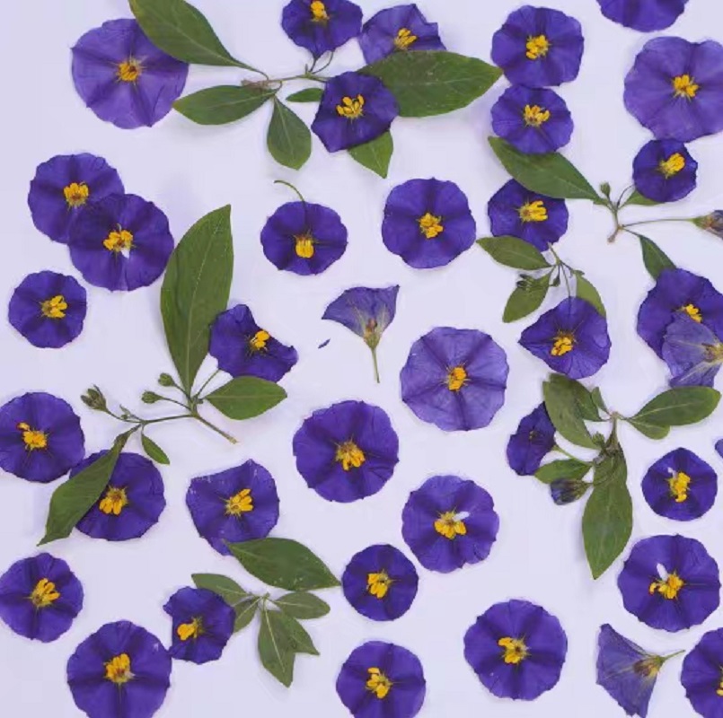 100pcs Pressed Dried Lycianthe - Dried Flower Bookmark บทวิจารณ์และราคา