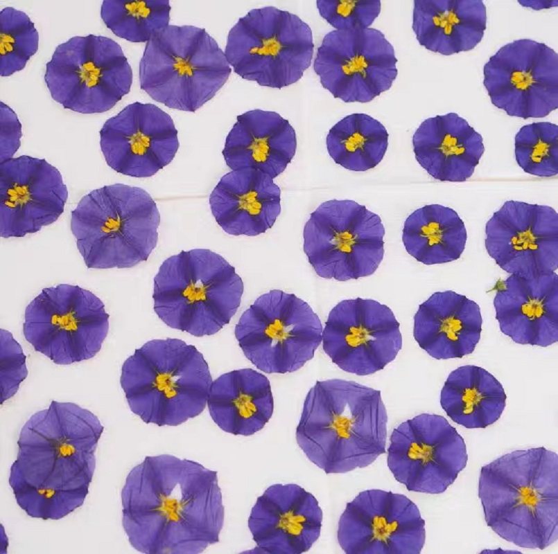 100pcs Pressed Dried Lycianthe - Dried Flower Bookmark บทวิจารณ์และราคา