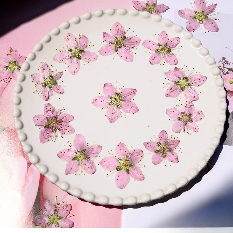 3-4cm./6pcs,Pink Peach Blossom - Dried Flower Bookmark บทวิจารณ์และราคา