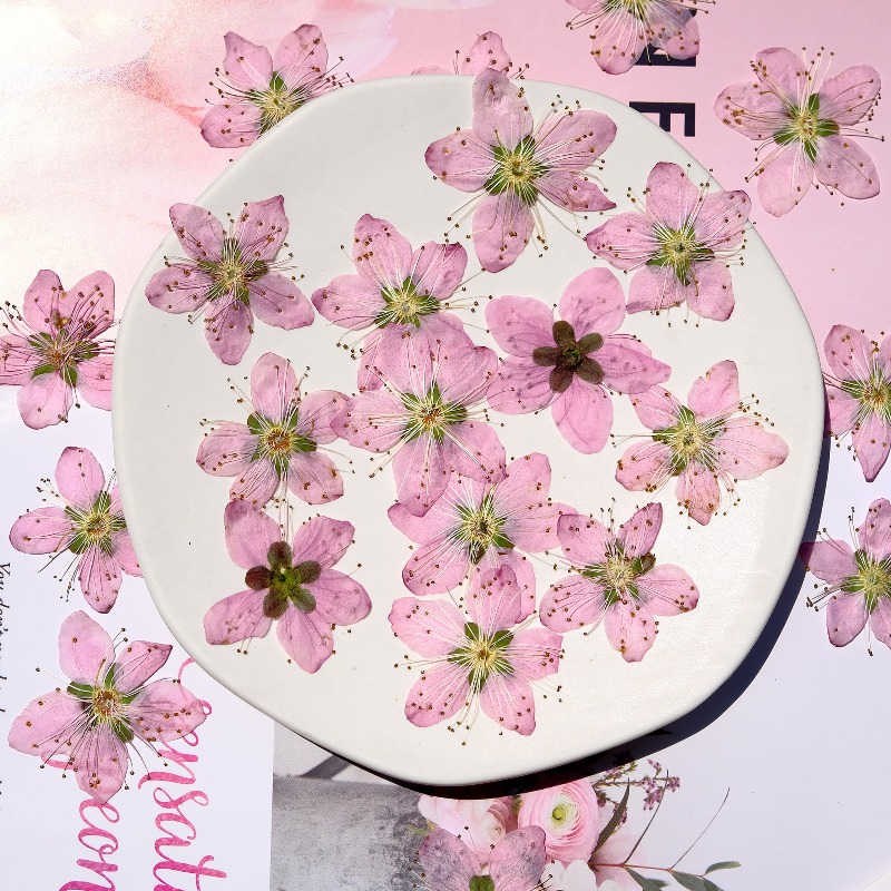 3-4cm./6pcs,Pink Peach Blossom - Dried Flower Bookmark บทวิจารณ์และราคา