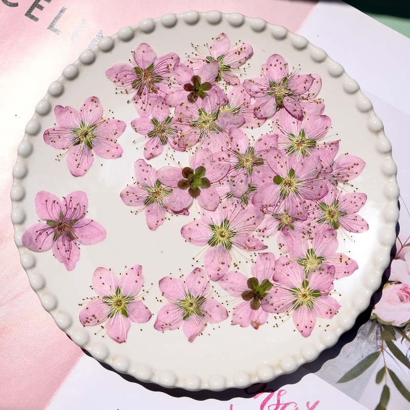 3-4cm./6pcs,Pink Peach Blossom - Dried Flower Bookmark บทวิจารณ์และราคา