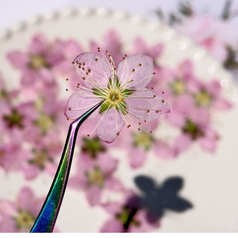 3-4cm./6pcs,Pink Peach Blossom - Dried Flower Bookmark บทวิจารณ์และราคา
