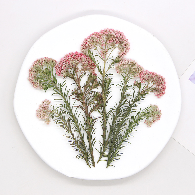 12pcs,Nature Millet flower bra - Dried Flower Bookmark บทวิจารณ์และราคา