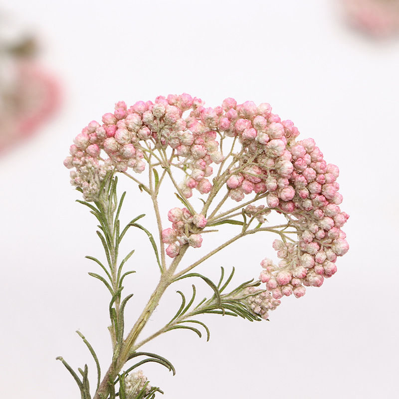 12pcs,Nature Millet flower bra - Dried Flower Bookmark บทวิจารณ์และราคา