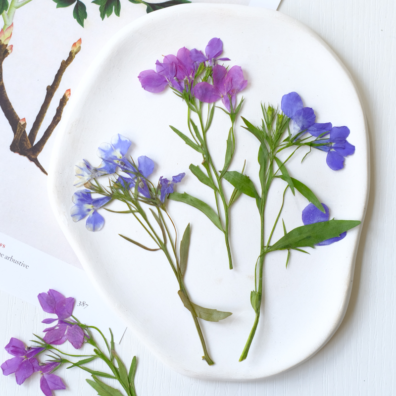 6pcs/8-13cm,nature Lobelia Eri - Dried Flower Bookmark บทวิจารณ์และราคา