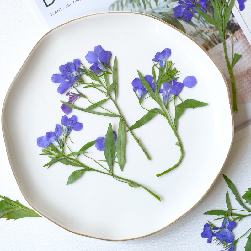 6pcs/8-13cm,nature Lobelia Eri - Dried Flower Bookmark บทวิจารณ์และราคา