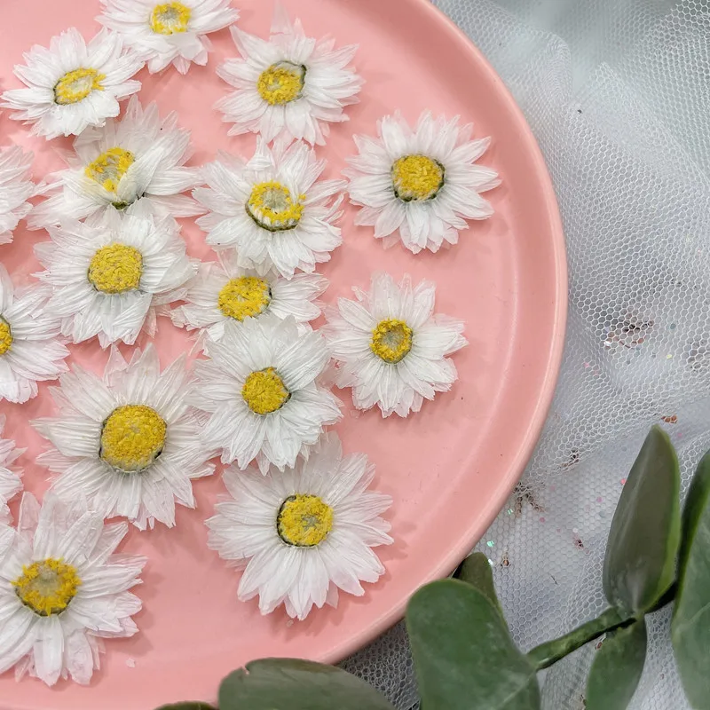 24pcs/2-4CM,Natural Pressed Fl - Dried Flower Bookmark บทวิจารณ์และราคา