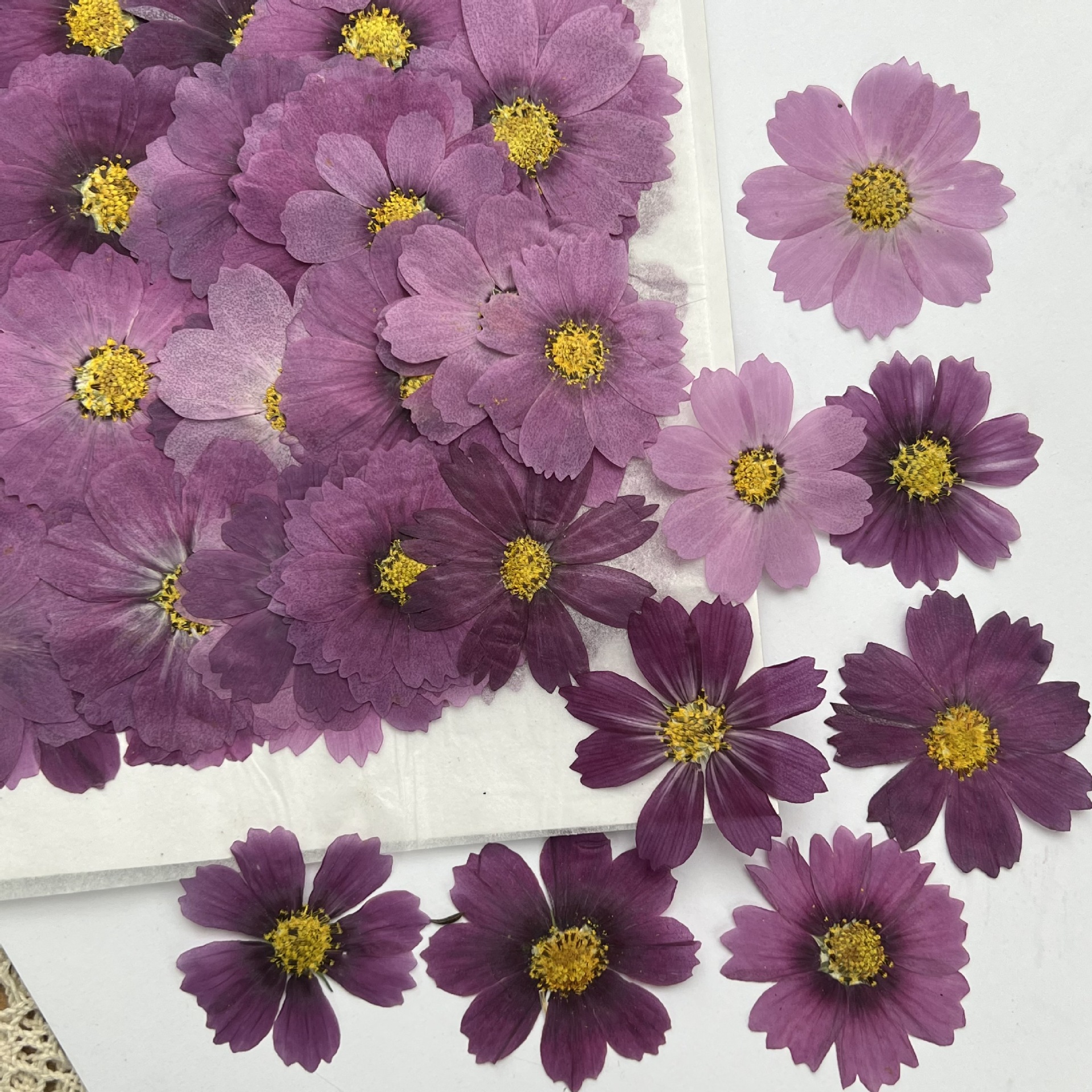 100Pcs Cosmos Dried Flower Pre - Dried Flower Bookmark บทวิจารณ์และราคา