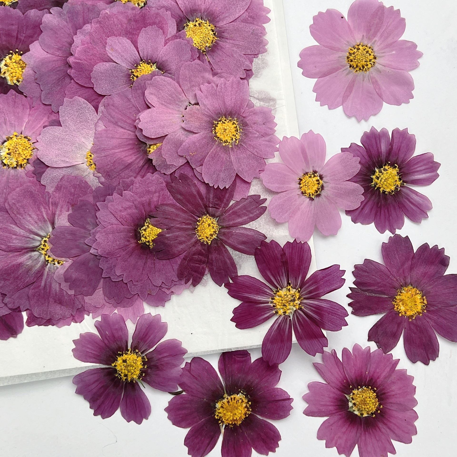 100Pcs Cosmos Dried Flower Pre - Dried Flower Bookmark บทวิจารณ์และราคา