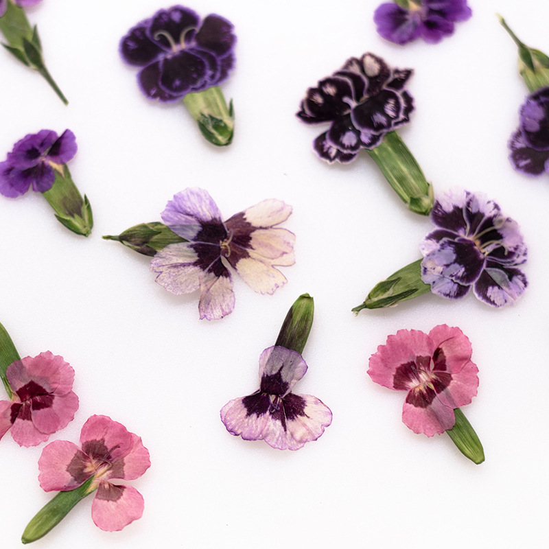 24pcs,Pressed Dried Dianthus F - Dried Flower Bookmark บทวิจารณ์และราคา