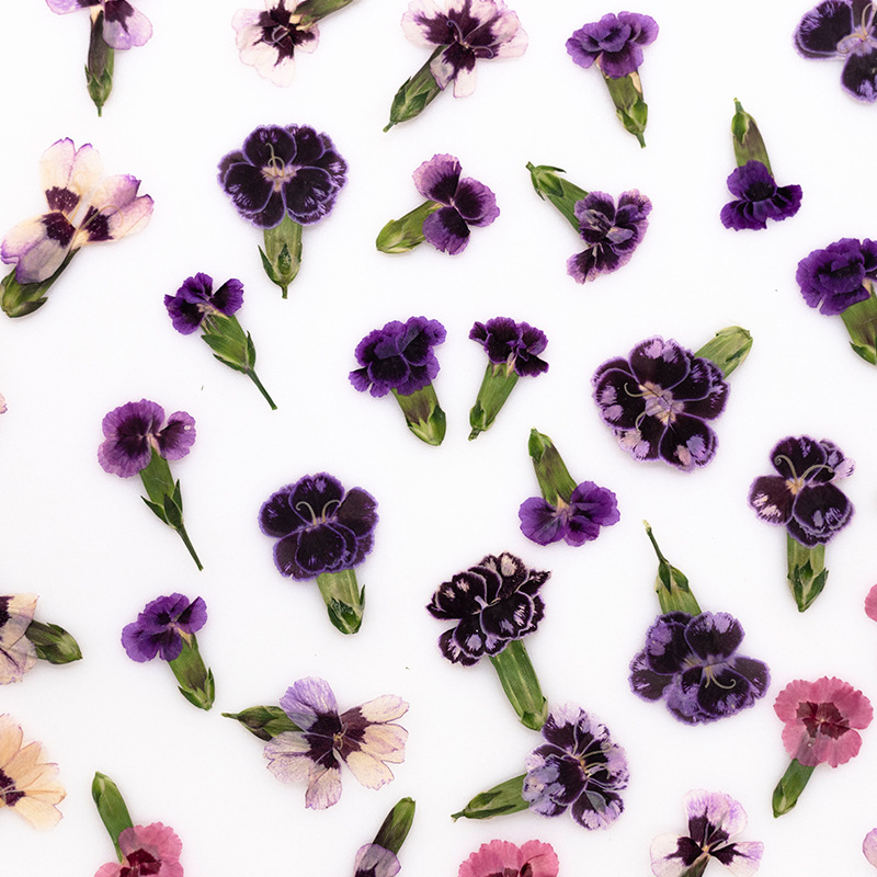 24pcs,Pressed Dried Dianthus F - Dried Flower Bookmark บทวิจารณ์และราคา