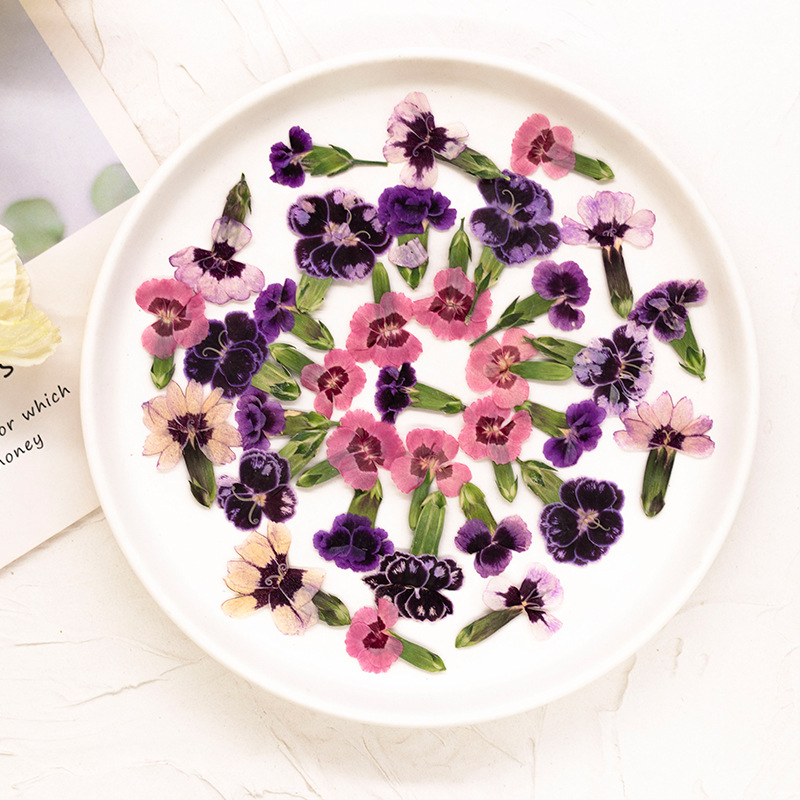 24pcs,Pressed Dried Dianthus F - Dried Flower Bookmark บทวิจารณ์และราคา
