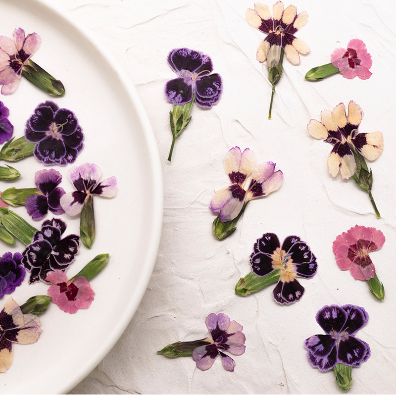 24pcs,Pressed Dried Dianthus F - Dried Flower Bookmark บทวิจารณ์และราคา