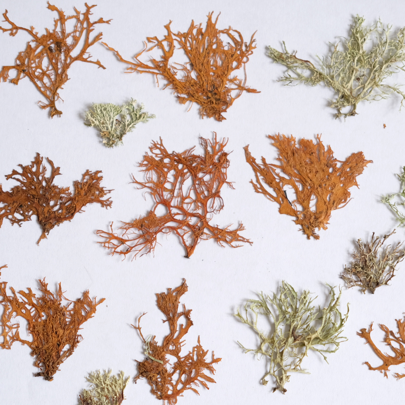 12pcs,Seaweed aquatic plants d - Dried Flower Bookmark บทวิจารณ์และราคา