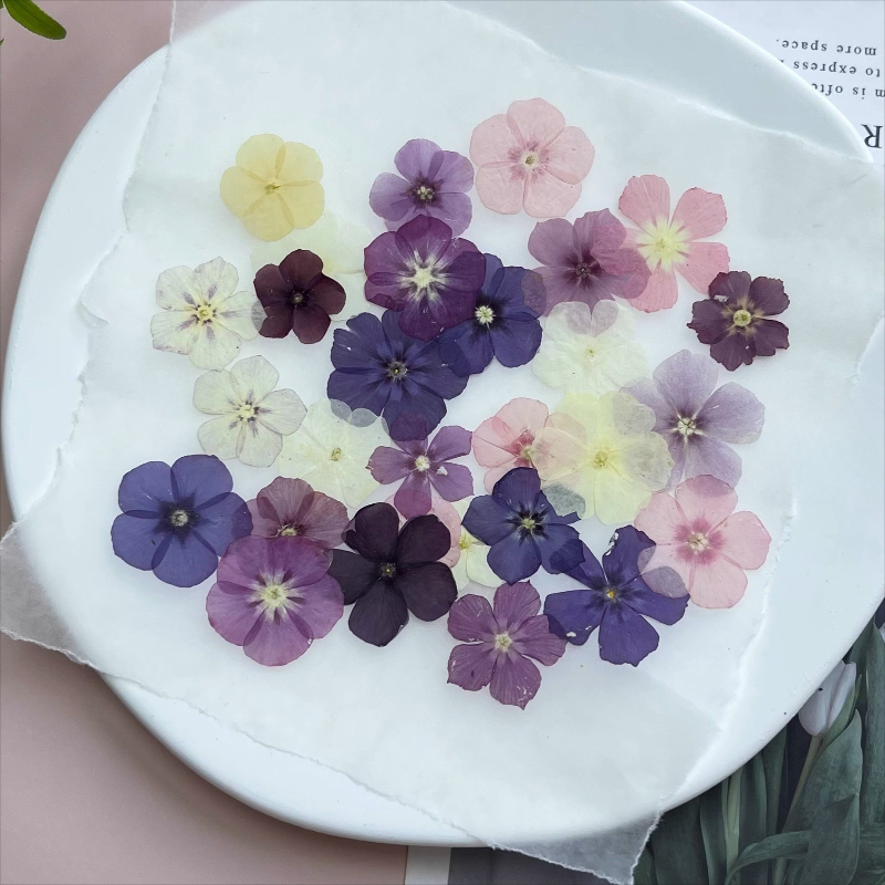 12pcs,Semi-Transparent Niche P - Dried Flower Bookmark บทวิจารณ์และราคา