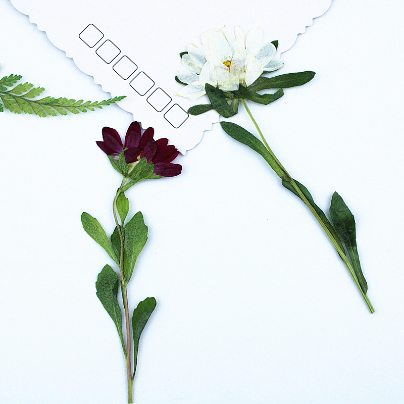 24pcs,Mini Chrysanthemum Press - Dried Flower Bookmark บทวิจารณ์และราคา