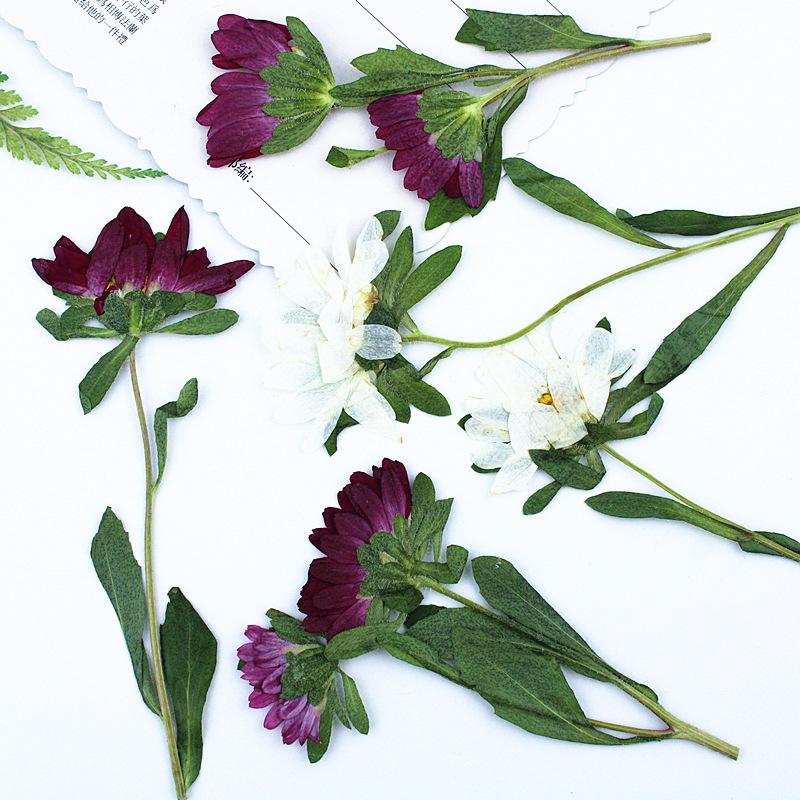 24pcs,Mini Chrysanthemum Press - Dried Flower Bookmark บทวิจารณ์และราคา