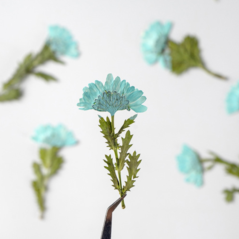 5-8cm/24pcs,Side pressed cryst - Dried Flower Bookmark บทวิจารณ์และราคา