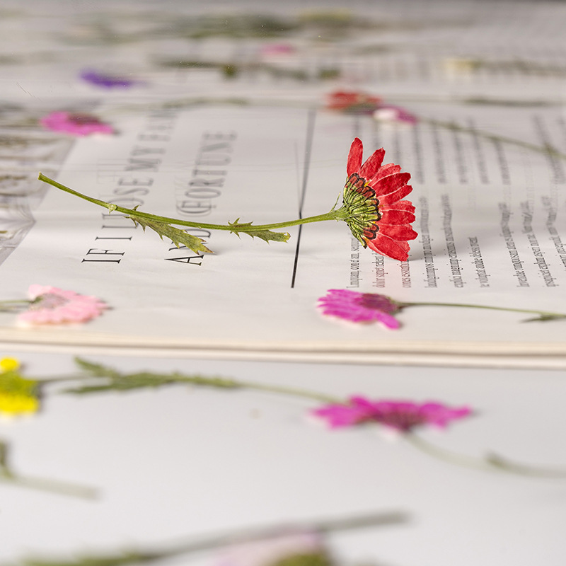 5-8cm/24pcs,Side pressed cryst - Dried Flower Bookmark บทวิจารณ์และราคา